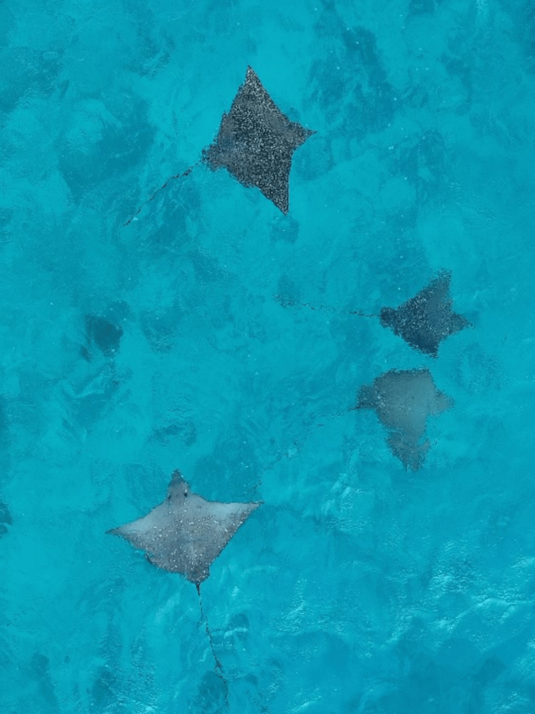 Diseño sin título (11)