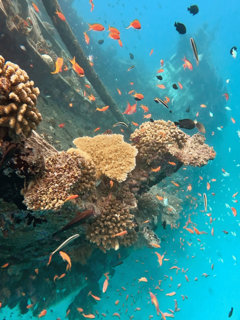 Diseño sin título (22)