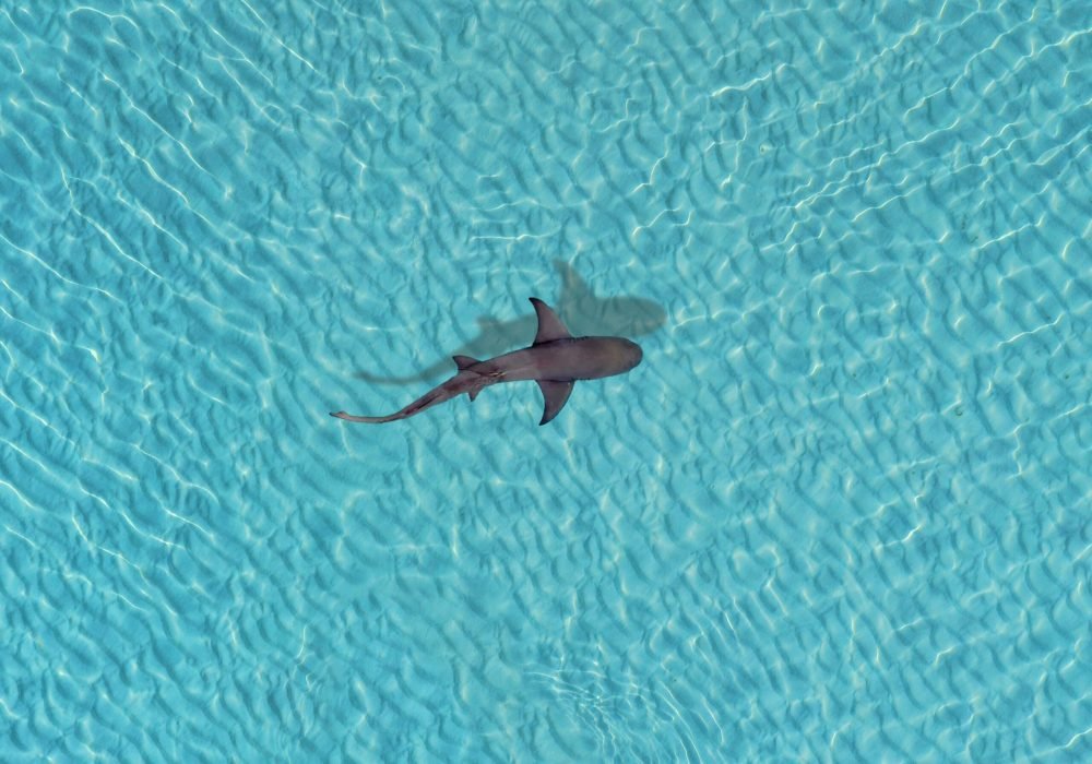 PORTO PARA FONDO MALDIVAS (1)